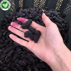 Mulberry frugt online