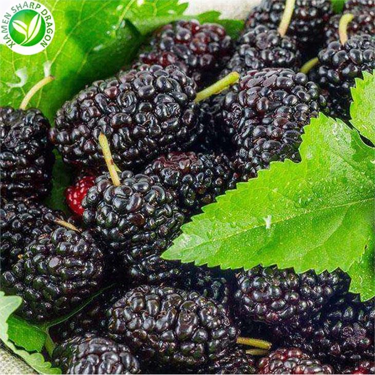 IQF Frozen Mulberries for Retail Frozen Fruit Buyers
