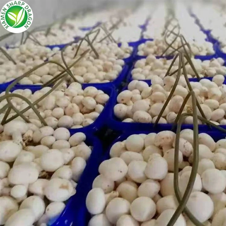 Frozen Champignon Mushroom